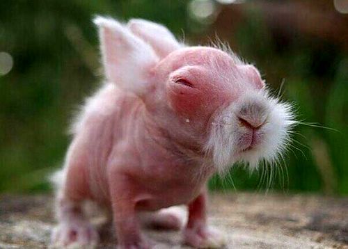 تصویری عجیب از خرگوش نوزاد!