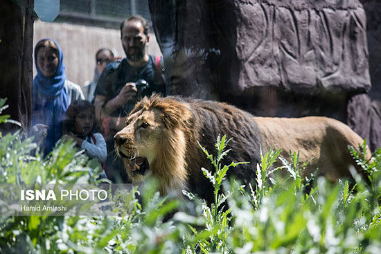 ورود شیر ایرانی به باغ‌وحش ارم بعد از ۸۰ سال