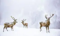 عکس روز نشنال جئوگرافیک؛ سه گوزن برفی