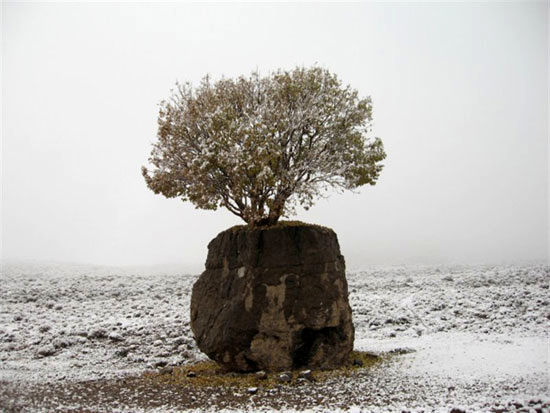 عجیب ترین درخت ایران +عکس