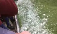 سانحه در میکسدزون ورزشگاه آزادی