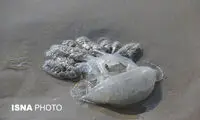 مرگ صدها عروس دریایی در ساحل بندرعباس