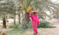 برداشت خرما از گرمترین مناطق هرمزگان