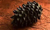 خواص متنوع و جالب میوه کاج