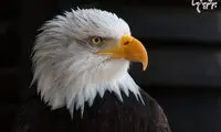 به این نام‌ها توجه نکنید، حقیقت چیز دیگریست