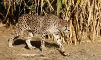 یوزپلنگ ایرانی در کویر گرمسار