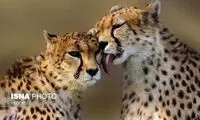 آخرین تلاش‌ها برای حفظ یوز ایرانی