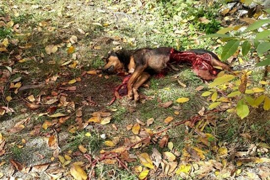 درگیری خرس و سگ نگهبان در منطقه شمیرانات