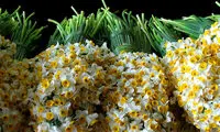 بازار گل و گیاه تهران در آستانه نوروز