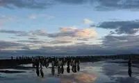 جهان با شکوه پنگوئن‌های امپراتور +عکس