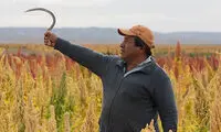 گیاهی با قدمت پنج هزار ساله!