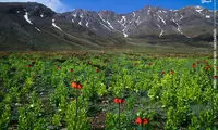 گل همیشه گریان +عکس