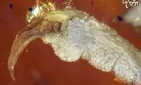 کشف فسیل صد میلیون ساله پرنده در کهربا