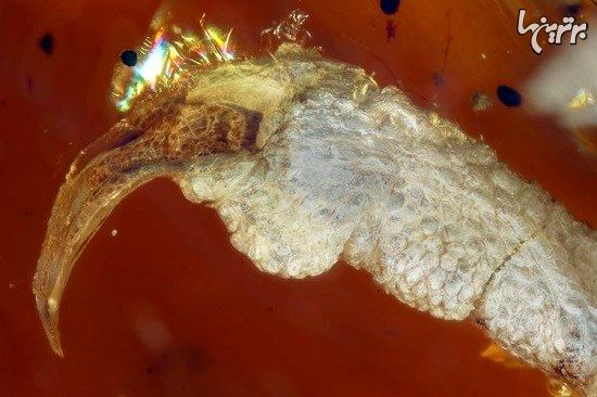 کشف فسیل صد میلیون ساله پرنده در کهربا