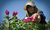 عکس: برداشت گل‌گاو‌ زبان به دست زنان
