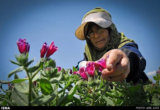 عکس: برداشت گل‌گاو‌ زبان به دست زنان