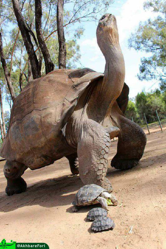 سنگین‌وزن‌ترین لاکپشت خشکی جهان