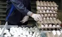 ضرر ۸۰ هزار تومانی در هر کیلو تخم مرغ