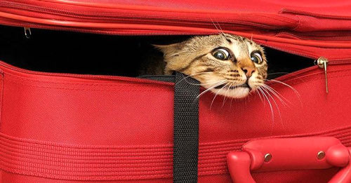 چگونه یک گربه را برای سفر هوایی آماده کنیم؟