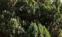 سرو ۲۷۰۰ ساله البرز شکست!