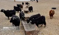 محرومیت عشایر «خوسف»، فراتر از خشکسالی
