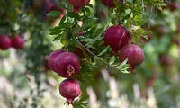 آخرین روز‌های برداشت انار در شهرضا