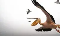 عکس‌های ناب یهویی!