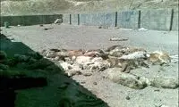 سگ کشی بیرحمانه در تبریز! + عکس