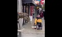 شوخی دایناسوری با مردم در پیاده‌رو!