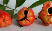 خوردن این میوه به تجربه بسیار زیاد نیاز دارد!
