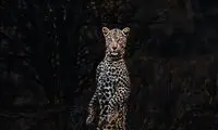 گاهی حیات‌وحش به شما زُل می‌زند