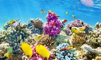 عجایب و شگفتی‌های دنیای زیر آب