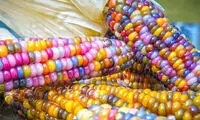 عجیب ترین ذرت جهان! +عکس