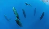 نهنگ عنبر چطور می‌خوابد؟