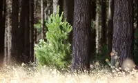 زیباترین درخت ها؛ از دل خاک تا بلندای آسمان