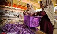 کارخانه فرآوری و بسته بندی زعفران