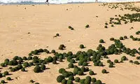 موجودات مرموز سبزرنگ در استرالیا +عکس