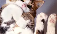 چرا کسانی که گربه دارند باید یک میز شیشه‌ای داشته باشند؟