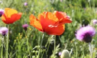 شقایق و گل خار مریم در دامنه کوه‌های خلخال