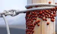 این عکس ها را قطعا دوست می دارید