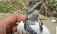 لحظه خروج بچه گاندو از تخم