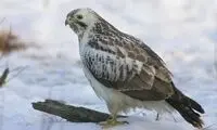 همسرداری متفاوت یک پرنده شکاری +عکس