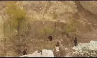 قطع درختان حیاط بیمارستان مسیح دانشوری!