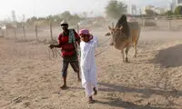 عکس: نبرد گاوها در امارات