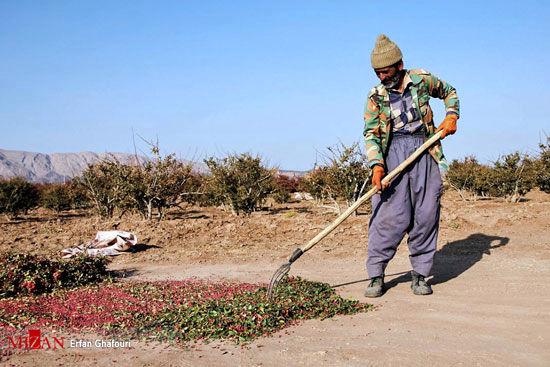 برداشت زرشک از مزارع استان خراسان جنوبی