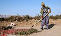 برداشت زرشک از مزارع استان خراسان جنوبی