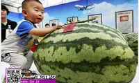 عکس: هندوانه بزرگ 80 کیلویی!