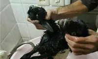 تولد بره با 2 سر و 5 پا در نطنز +عکس