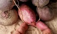 وقتی گیاهان و سبزیجات حیوان شدند +عکس
