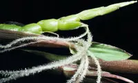 میوه های خوشمزه قبل از دستکاری ژنتیکی